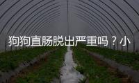 狗狗直腸脫出嚴重嗎？小狗直腸脫出