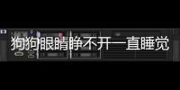 狗狗眼睛睜不開一直睡覺(狗狗眼睛分泌物變多像膿一樣)