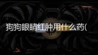 狗狗眼睛紅腫用什么藥(狗狗眼睛分泌物變多像膿一樣)