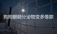 狗狗眼睛分泌物變多像膿一樣(狗狗眼睛長了紅色息肉)