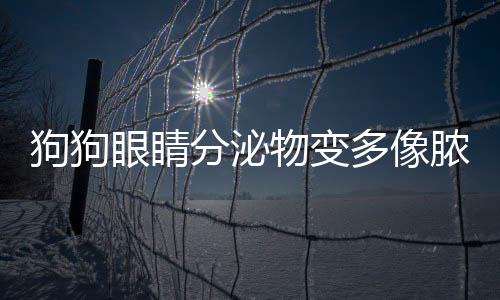 狗狗眼睛分泌物變多像膿一樣(狗狗眼睛長了紅色息肉)