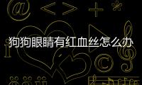 狗狗眼睛有紅血絲怎么辦(狗狗眼里有紅血絲而且眼屎多)