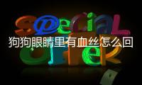 狗狗眼睛里有血絲怎么回事(狗狗眼睛有紫色的血絲)