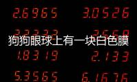 狗狗眼球上有一塊白色膜(狗狗眼球充血怎么消除)