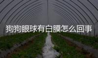 狗狗眼球有白膜怎么回事(狗狗眼球上有一塊白色膜)