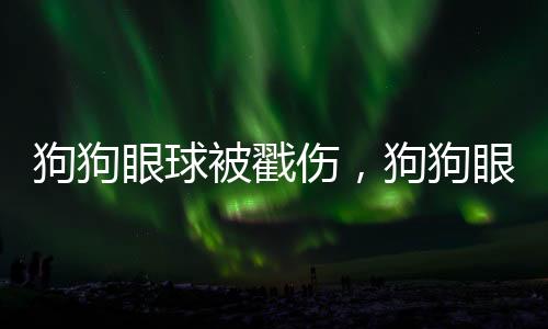 狗狗眼球被戳傷，狗狗眼睛被東西扎了怎么辦