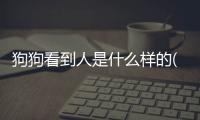 狗狗看到人是什么樣的(狗狗看到人特別興奮怎么辦)