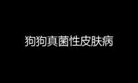 狗狗真菌性皮膚病