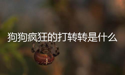 狗狗瘋狂的打轉轉是什么原因引起的？狗狗不停的打轉