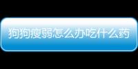 狗狗瘦弱怎么辦吃什么藥？狗狗瘦怎么辦?