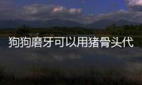狗狗磨牙可以用豬骨頭代替嗎(狗狗多大可以啃骨頭磨牙)