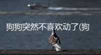 狗狗突然不喜歡動了(狗狗突然不喜歡叫了)