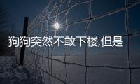 狗狗突然不敢下樓,但是上樓沒事(狗狗突然敢下樓不敢上樓)