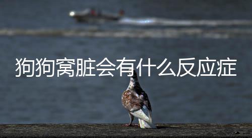 狗狗窩臟會(huì)有什么反應(yīng)癥狀(狗窩太臟會(huì)得病嘛)