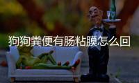 狗狗糞便有腸粘膜怎么回事？狗狗糞便有腸粘膜怎么辦