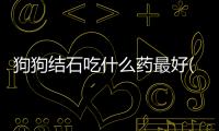 狗狗結石吃什么藥最好(狗狗結石吃什么食物最好)