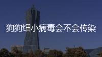 狗狗細小病毒會不會傳染人類？ 狗狗細小病毒會傳染人嗎