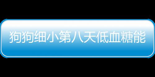 狗狗細(xì)小第八天低血糖能救回來(lái)嗎(狗狗得了細(xì)小后低血糖)