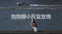 狗狗細小反復發燒