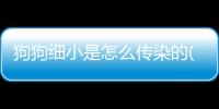 狗狗細小是怎么傳染的(狗狗細小會不會傳染給別的狗狗)