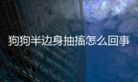 狗狗半邊身抽搐怎么回事？狗狗半邊身抽搐怎么辦