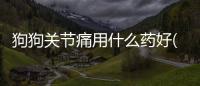 狗狗關節痛用什么藥好(狗狗關節疼痛緩解辦法)