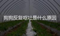 狗狗反復嘔吐是什么原因分析圖？狗反復吐是什么病