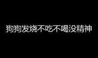 狗狗發燒不吃不喝沒精神怎么辦(狗狗發燒兩天不吃東西)
