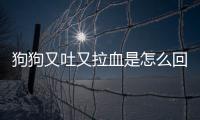狗狗又吐又拉血是怎么回事(狗狗又吐又拉是怎么回事)