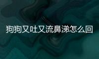 狗狗又吐又流鼻涕怎么回事啊吃什么藥？狗狗嘔吐流鼻涕應急處理