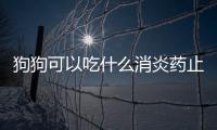 狗狗可以吃什么消炎藥止癢(狗狗消腫化瘀的最快方法)