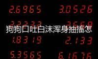 狗狗口吐白沫渾身抽搐怎么回事(狗狗口吐白沫四肢抽搐臥地不起)