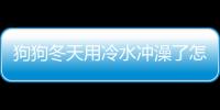 狗狗冬天用冷水沖澡了怎么辦呢(狗狗冬天洗冷水澡)