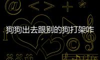 狗狗出去跟別的狗打架咋辦(狗狗為何打架的原因)