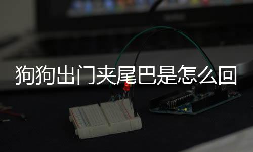狗狗出門夾尾巴是怎么回事(狗狗出門夾尾巴害怕怎么回事)