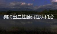 狗狗出血性腸炎癥狀和治療(狗狗急性出血性腸炎)