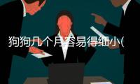 狗狗幾個月容易得細小(幼犬幾個月容易得細小)
