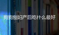 狗狗刨婦產(chǎn)后吃什么最好(狗狗產(chǎn)后吃什么好)