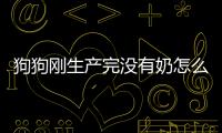 狗狗剛生產(chǎn)完沒有奶怎么辦(狗狗剛生產(chǎn)完吃什么好)