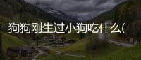 狗狗剛生過小狗吃什么(狗狗生完小狗吃什么補充營養(yǎng))
