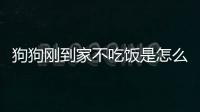 狗狗剛到家不吃飯是怎么回事(狗狗剛到家拉稀正常嗎)