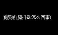 狗狗前腿抖動(dòng)怎么回事(狗狗前腿哆嗦是怎么回事)