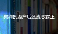 狗狗剖腹產后還流惡露正常嗎？狗狗剖腹產后還流惡露怎么辦