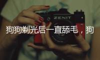 狗狗剃光后一直舔毛，狗狗剃光后一直舔毛怎么辦