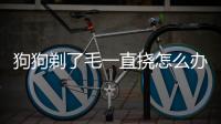 狗狗剃了毛一直撓怎么辦(狗狗剃毛多少錢)