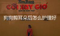 狗狗剪耳朵后怎么護理好？狗狗剪完耳朵發炎怎么辦