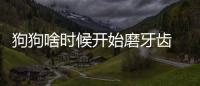狗狗啥時候開始磨牙齒  狗在什么時期需要磨牙