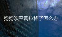 狗狗吹空調拉稀了怎么辦(狗狗吹空調嘔吐怎么辦)