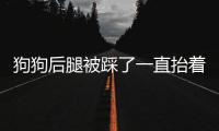 狗狗后腿被踩了一直抬著走(小狗后腿被踩了一直抬著一碰就叫)
