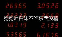 狗狗吐白沫不吃東西沒精神怎么辦(狗狗吐白沫黏液怎么辦)